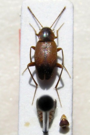 Choleva mertliky J. Vávra, 1998 (Leiodidae)